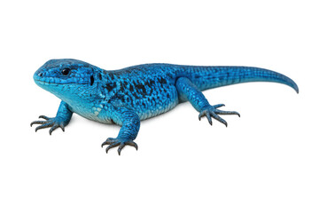 Obraz premium Bright blue lizard standing, showing vibrant scales and reptilian features, unique wildlife animal on transparent background