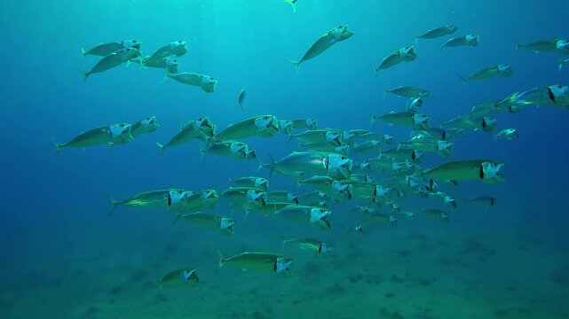 Approaching to school of mackerel swims with open mouths filtering plankton in blue water, Slow motion of Striped mackerel or Indian mackerel, Rastrelliger kanagurta