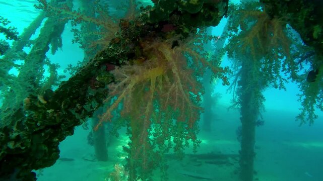Camerra is approaching to colorful soft corals hang in clusters from support of dock on brightly sunny day in sunbeams, Slow motion of Soft Coral Dendronephthya hangs in from pier on sunrays