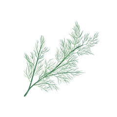 Fototapeta premium Delicate green dill sprigs with fine feathery leaves isolated on transparent background herb plant