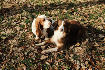 Basset hound and Australian shepherd resting together on fallen autumn leaves in a park, showing friendship, calm interaction, and warm companionship between dogs.