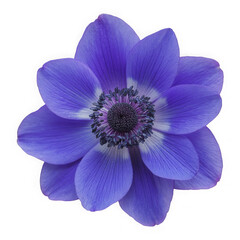 Vibrant blue anemone flower bloom showing intricate center details isolated on a transparent background for design use.