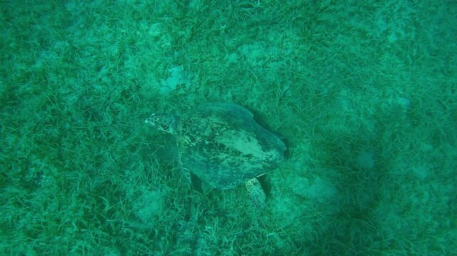Top view of very old male Hawksbill Sea Turtle, Eretmochelys imbricata with twisted shell stands on its flippers on sandy-muddy seabed covered with Noodle seagrass, Slow motion