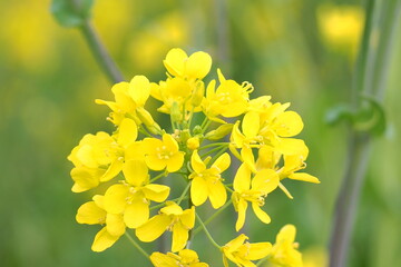 Fototapeta premium 植物 花 畑 夕方