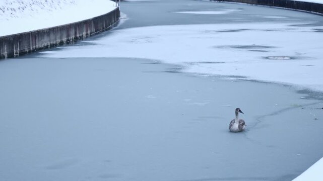 A young swan pauses on the frozen surface of the Jamno Canal in Mielno-Unieście, observing its surroundings in a serene winter landscape.