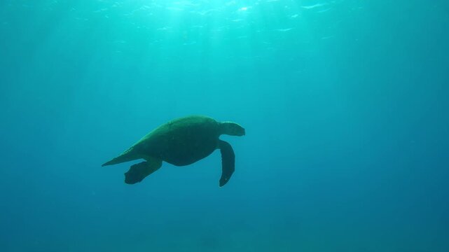 Very old male Hawksbill Sea Turtle, Eretmochelys imbricata with twisted shell swimming in turquoise water on a sunny day in back light, Slow motion