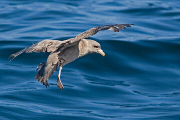 View of Northern Fulmar, Fulmarus glacialis landing at sea