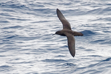 Sooty Shearwater, Puffinus griseus in flight