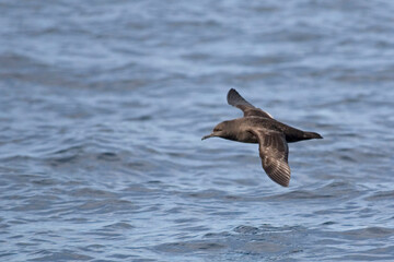 Naklejka premium Sooty Shearwater, Puffinus griseus gliding