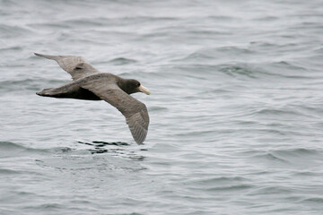 Fototapeta premium Antarctic or Southern Giant Petrel, Macronectes giganteus in flight