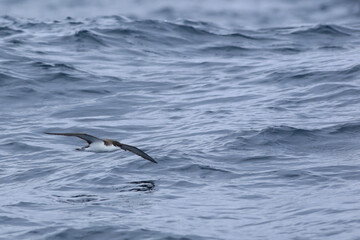 Fototapeta premium Buller's Shearwater, Puffinus bulleri, in flight