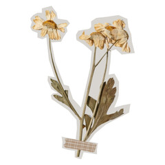 Dried Daisy Botanical Cutout Collage Washi Tape