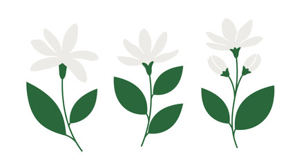 Stylized minimalist graphic vector featuring three stems of delicate white jasmine flowers and developing buds, representing essential floral botanical elements against a pure white backdrop
