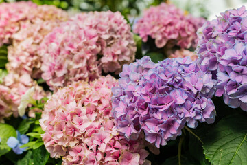 Hydrangeas grow in a garden displaying clusters of flowers in shades of pink, purple, and blue. The scene captures the beauty of nature in spring