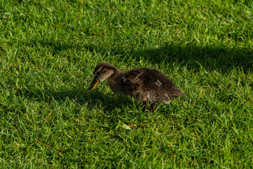 Kaczka  © wedrownik52