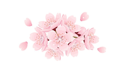 Fototapeta premium Delicate Pink Cherry Blossoms Falling Petals Isolated White Background