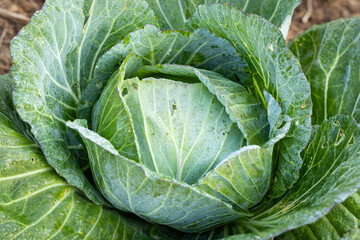Fototapeta premium A close-up view of a green cabbage with dew drops.