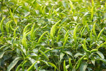 Obraz premium Fresh chilli on tree in the farm.