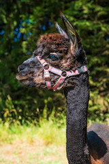 Obraz premium Closeup portrait of an alpaca - selective focus