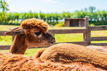 Obraz premium Closeup portrait of an alpaca - selective focus