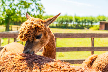 Obraz premium Closeup portrait of an alpaca - selective focus