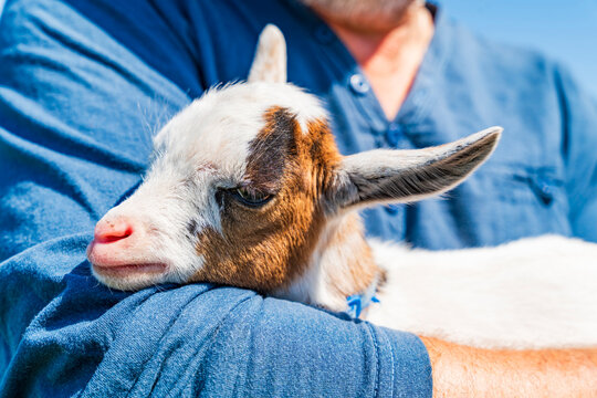 Baby pygmy goat in person's arms - selective focus
