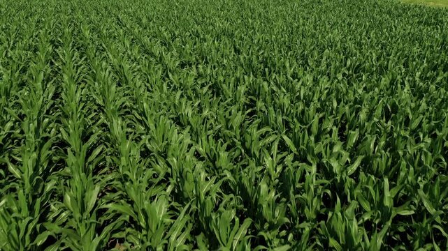 Aerial drone flight over a field of growing young corn during sunset.