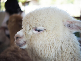 rabbit on the grass and in house wooden in farm happy animal