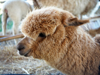 rabbit on the grass and in house wooden in farm happy animal