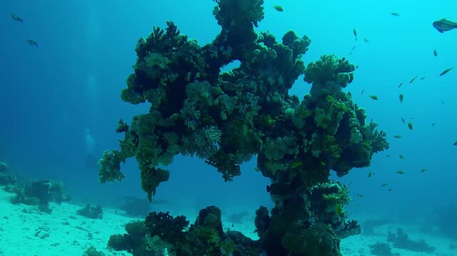 Unusual coral shape in form of Rider on Horseback, Slow motion approaching to the unique shaped coral formation - Horseman, Сoncept of unique natural formations underwater