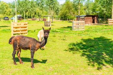 Obraz premium Alpacas in the farm enclosure