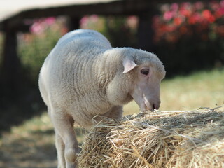 rabbit on the grass and in house wooden in farm happy animal