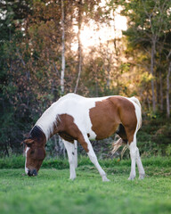 Obraz premium Horses on a field during summer