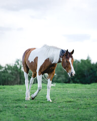 Obraz premium Horses on a field during summer