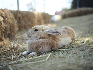 rabbit on the grass and in house wooden in farm happy animal