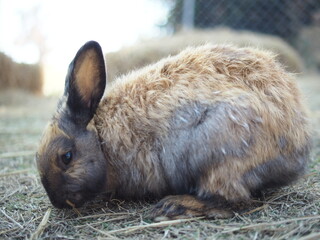 rabbit on the grass and in house wooden in farm happy animal
