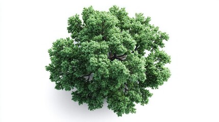 Obraz premium Top view of a lush green deciduous tree with a detailed canopy and visible branches