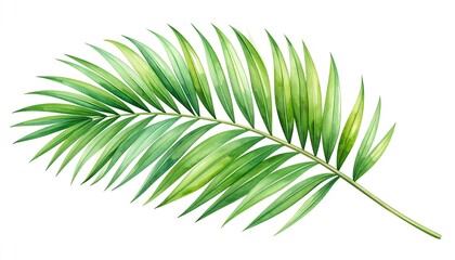 Fototapeta premium A vibrant, detailed illustration of a single palm frond, showcasing varying shades of green, with meticulous watercolor details