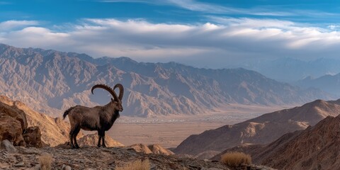 Fototapeta premium A mountain goat with large horns gazes across a vast, arid valley, with mountains in the background