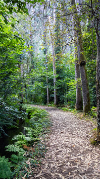 Winding path in a lush green forest