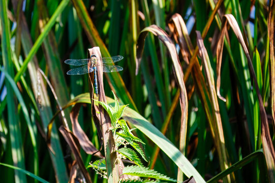 A migrant hawker dragonfly resting on a stalk at Rye Meads Site of Special Scientific Interest in Hertfordshire