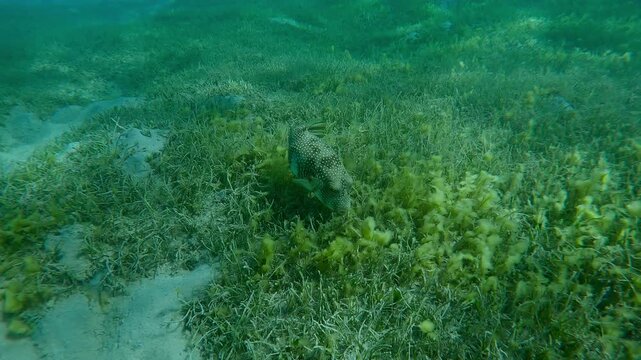 Approaching from above to Pufferfish searches for food on sandy-silty bottom covered with green sea grass, Slow motion of Broadbarred Toadfish or White-spotted puffer, Arothron hispidus