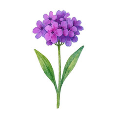 Obraz premium Watercolor Botanical Illustration of Verbena Flowers Isolated