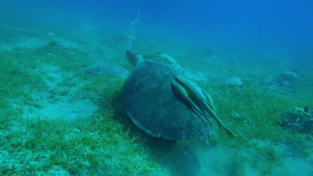 Close-up of sea turtle blows air bubbles and walks on its flippers across sandy-silty seabed covered with thick green Noodle seagrass, Slow motion of Green Sea Turtle, Chelonia mydas