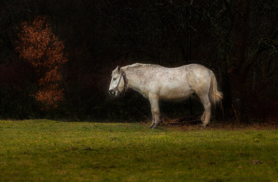 horses in the field