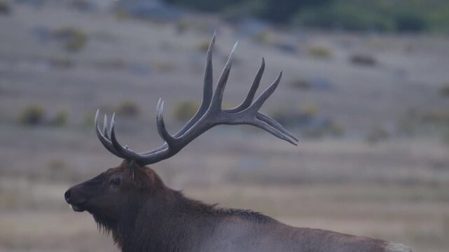 Bull elk stands calmly staring at something unknown