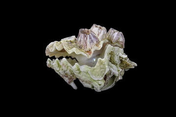 Shell of the Mediterranean oyster, Alectryonella (Dendostrea) crenulifera (Bivalvia: Ostreidae) isolated on a black background © Alexey Protasov