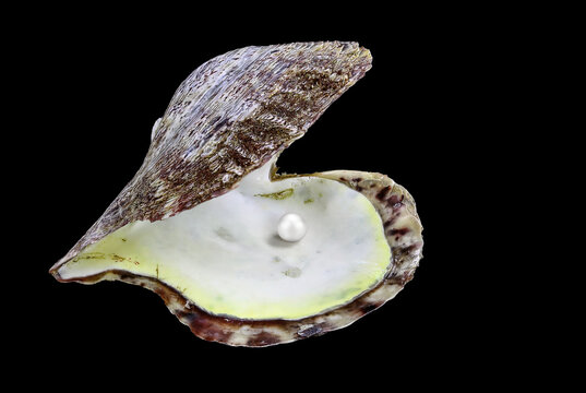 Shell of the Mediterranean pearl mussel, Pinctada imbricata (Bivalvia: Pteriidae) isolated on a black background