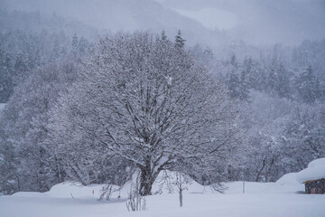 山間部の雪景色