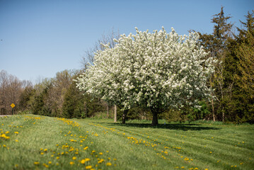 Fototapeta premium blooming tree in the field